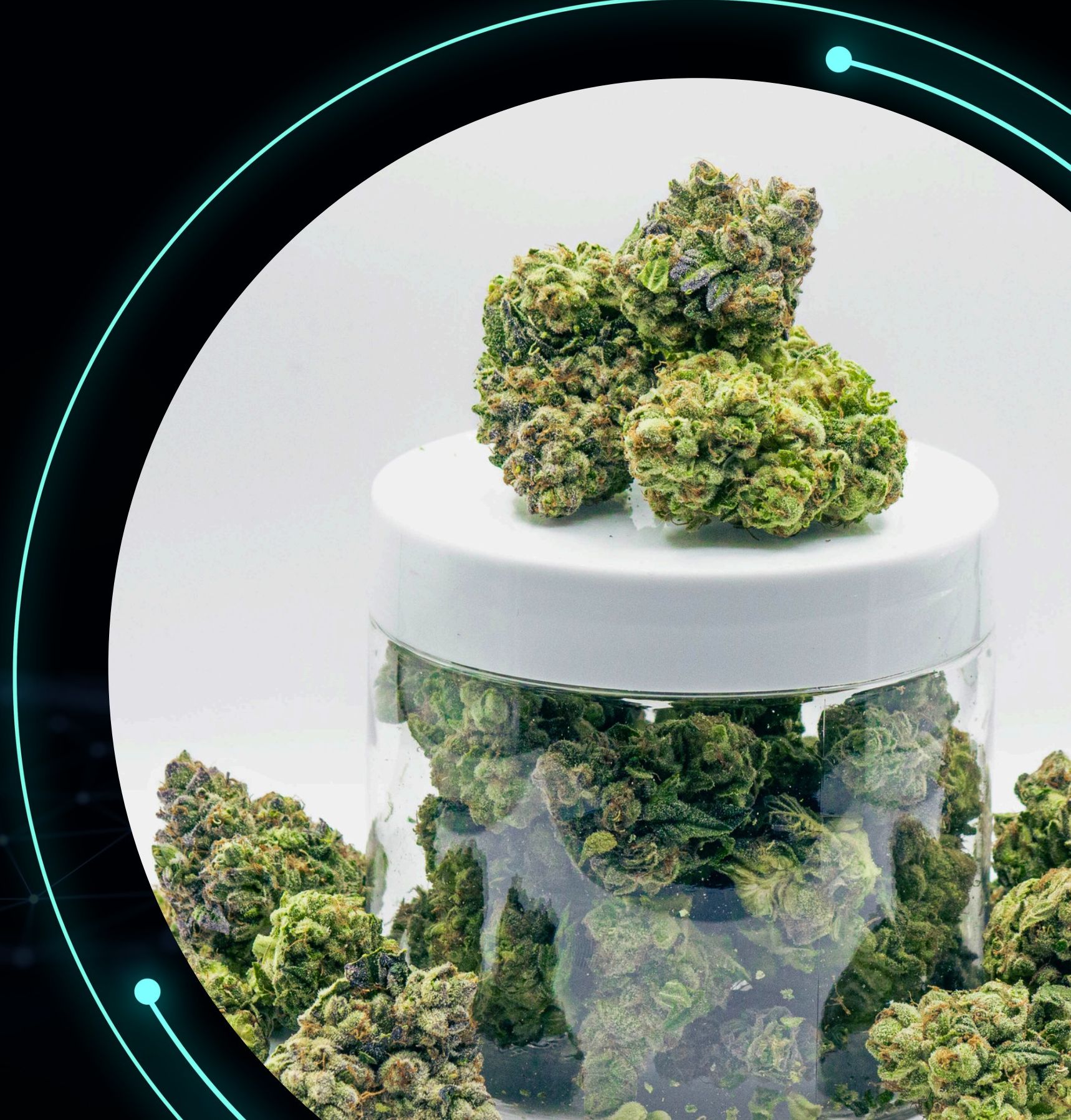 Flash Frozen Cured cannabis flower